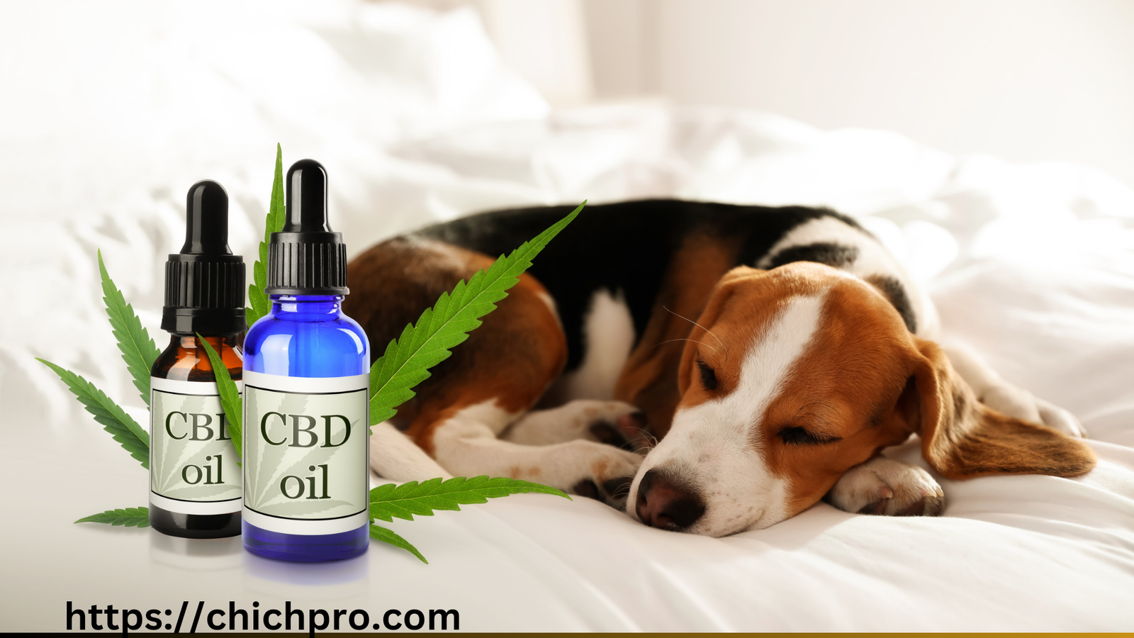 cbd oil for dogs