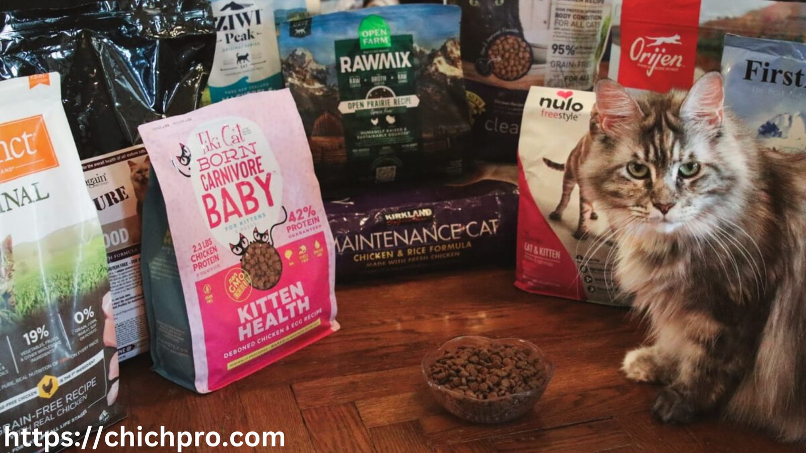 best cat food for kittens